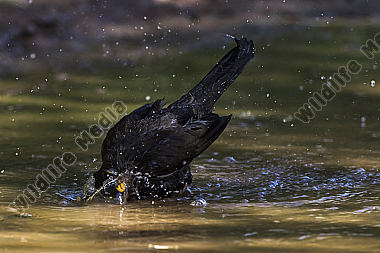 Eine Amsel nimmt ein Bad in einer Pfütze
