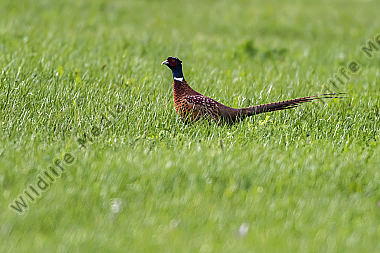 Ein Jagdfasan auf einer Wiese bei Hütschenhausen