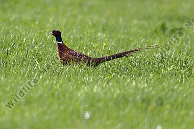 Ein Jagdfasan auf einer Wiese bei Hütschenhausen