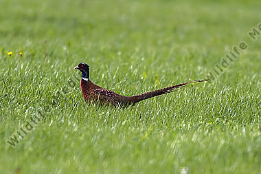 Ein Jagdfasan auf einer Wiese bei Hütschenhausen
