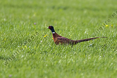 Ein Jagdfasan auf einer Wiese bei Hütschenhausen