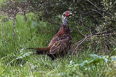 Ein Jagdfasan auf einer Wiese bei Hütschenhausen