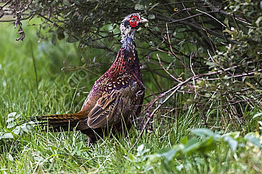 Ein Jagdfasan auf einer Wiese bei Hütschenhausen
