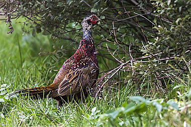 Ein Jagdfasan auf einer Wiese bei Hütschenhausen