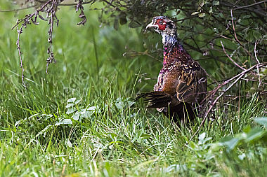 Ein Jagdfasan auf einer Wiese bei Hütschenhausen