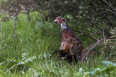 Ein Jagdfasan auf einer Wiese bei Hütschenhausen