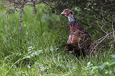 Ein Jagdfasan auf einer Wiese bei Hütschenhausen