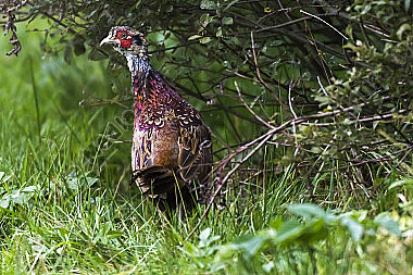 Ein Jagdfasan auf einer Wiese bei Hütschenhausen