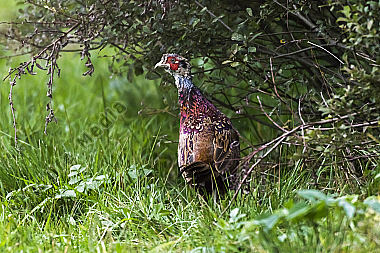 Ein Jagdfasan auf einer Wiese bei Hütschenhausen
