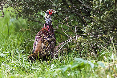 Ein Jagdfasan auf einer Wiese bei Hütschenhausen