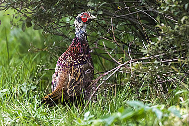 Ein Jagdfasan auf einer Wiese bei Hütschenhausen