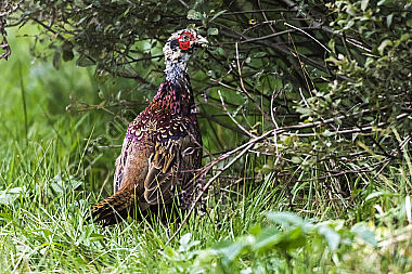 Ein Jagdfasan auf einer Wiese bei Hütschenhausen