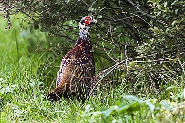 Ein Jagdfasan auf einer Wiese bei Hütschenhausen