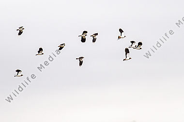 Kiebitz im Flug