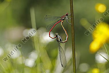Frühe Adonislibelle Paarungsrad