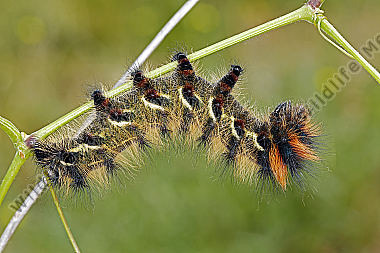 Loepa oberthuri Raupe
