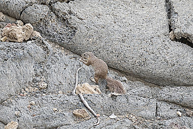Streifenloses Borstenhörnchen