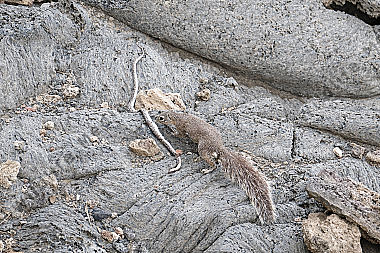 Streifenloses Borstenhörnchen