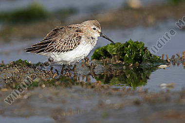 Alpenstrandläufer Calidris alpina
