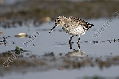 Alpenstrandläufer Calidris alpina