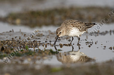 Alpenstrandläufer Calidris alpina