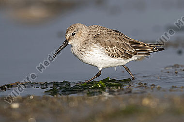 Alpenstrandläufer Calidris alpina