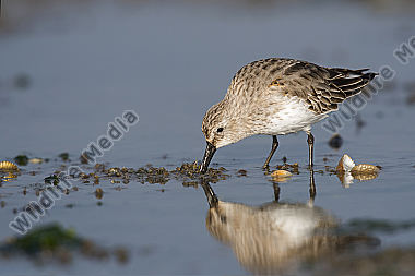 Alpenstrandläufer Calidris alpina