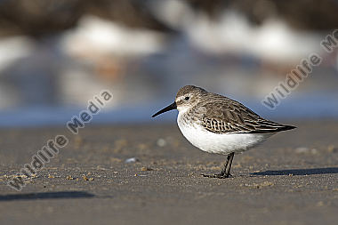 Alpenstrandläufer Calidris alpina