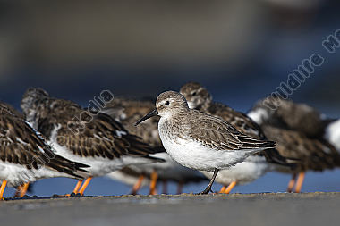 Alpenstrandläufer Calidris alpina