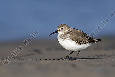 Alpenstrandläufer Calidris alpina