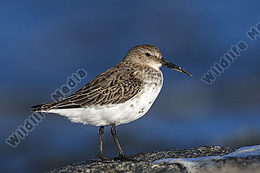 Alpenstrandläufer Calidris alpina