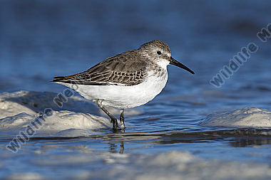 Alpenstrandläufer Calidris alpina