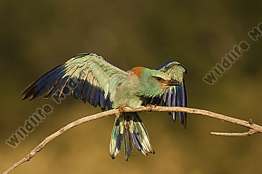 Blauracke Coracias garrulusJPG