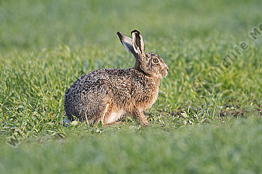 Feldhase Lepus europaeus