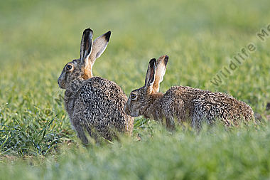 Feldhase Lepus europaeus