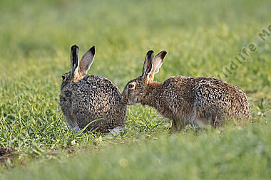 Feldhase Lepus europaeus