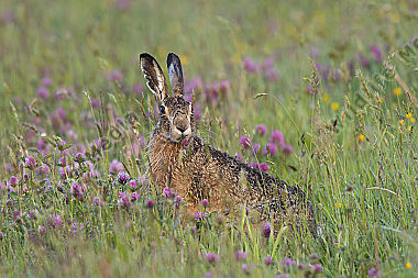 Feldhase Lepus europaeus