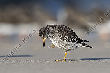 Meerstrandläufer Calidris maritima