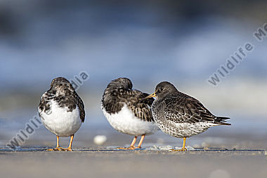 Meerstrandläufer Calidris maritima