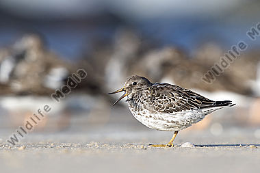 Meerstrandläufer Calidris maritima