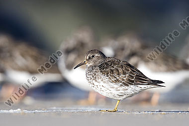 Meerstrandläufer Calidris maritima