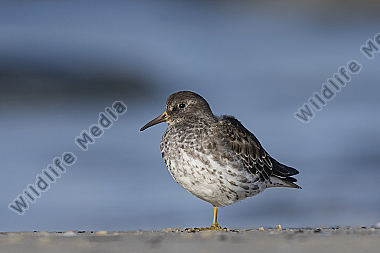 Meerstrandläufer Calidris maritima