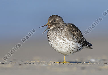 Meerstrandläufer Calidris maritima