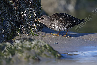 Meerstrandläufer Calidris maritima
