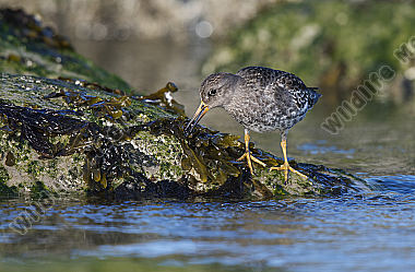 Meerstrandläufer Calidris maritima