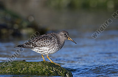 Meerstrandläufer Calidris maritima