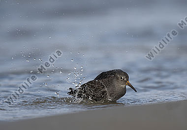 Meerstrandläufer Calidris maritima