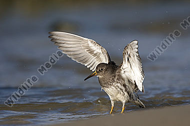 Meerstrandläufer Calidris maritima