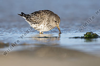 Meerstrandläufer Calidris maritima