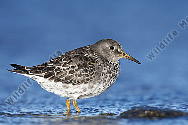 Meerstrandläufer Calidris maritima